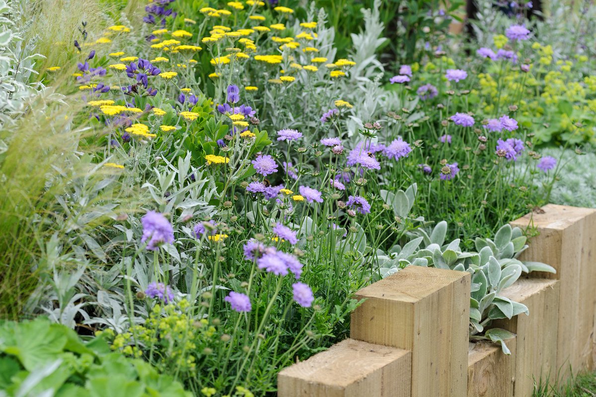 GWmag's tweet photo. Fill your borders with blooms from spring through autumn by growing these repeat-flowering perennials... https://t.co/CU35X4s8E9 https://t.co/JKzuN6b243