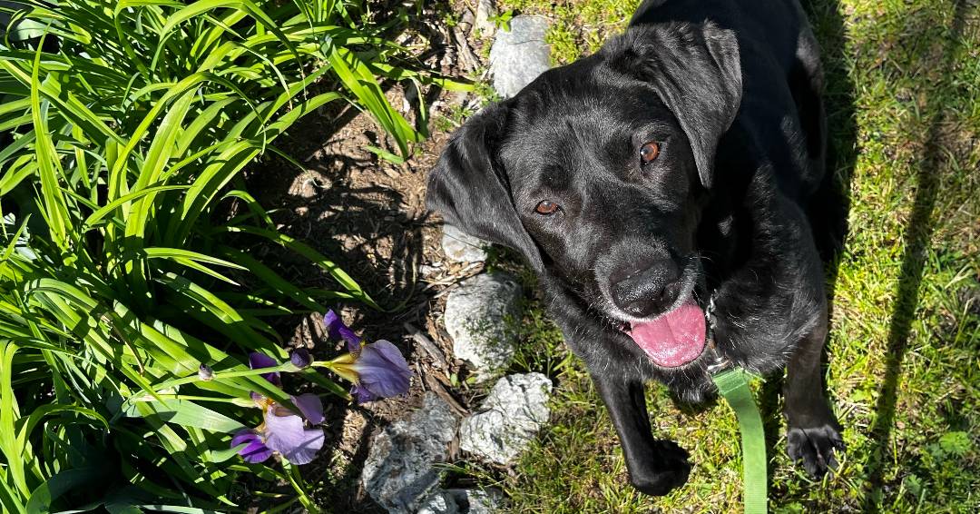 OntarioSPCA's tweet photo. All Midnight wants is someone to spend her golden years with. This eight-year-old still has plenty of pep in her step and so much love to give. 🖤 Could you be her person? https://t.co/421b35SMkO https://t.co/dj8p26adyQ