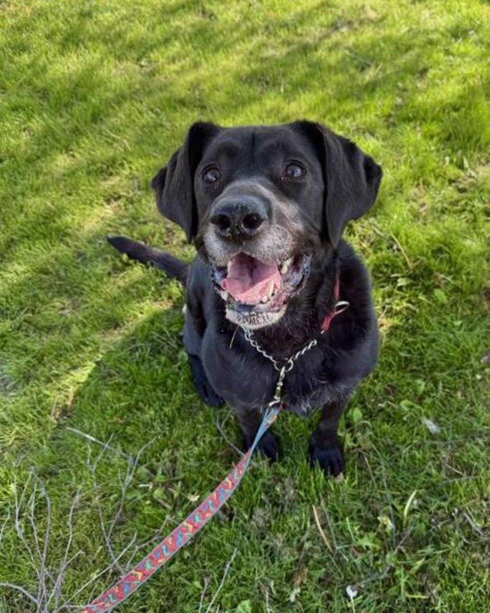 OntarioSPCA's tweet photo. All Midnight wants is someone to spend her golden years with. This eight-year-old still has plenty of pep in her step and so much love to give. 🖤 Could you be her person? https://t.co/421b35SMkO https://t.co/dj8p26adyQ