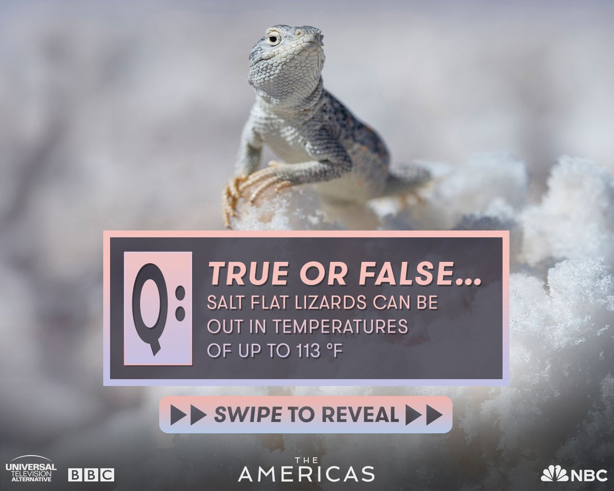 UTVAlternative's tweet photo. 🌡️🦎 Think you can handle the heat?

True or False: Salt flat lizards can be out in temperatures of up to 113°F.

>> Swipe for the answer >>

Catch #TheAmericas: Fun Fact Edition tonight at 9/8c on @nbc. https://t.co/vsJ9xVZgIU