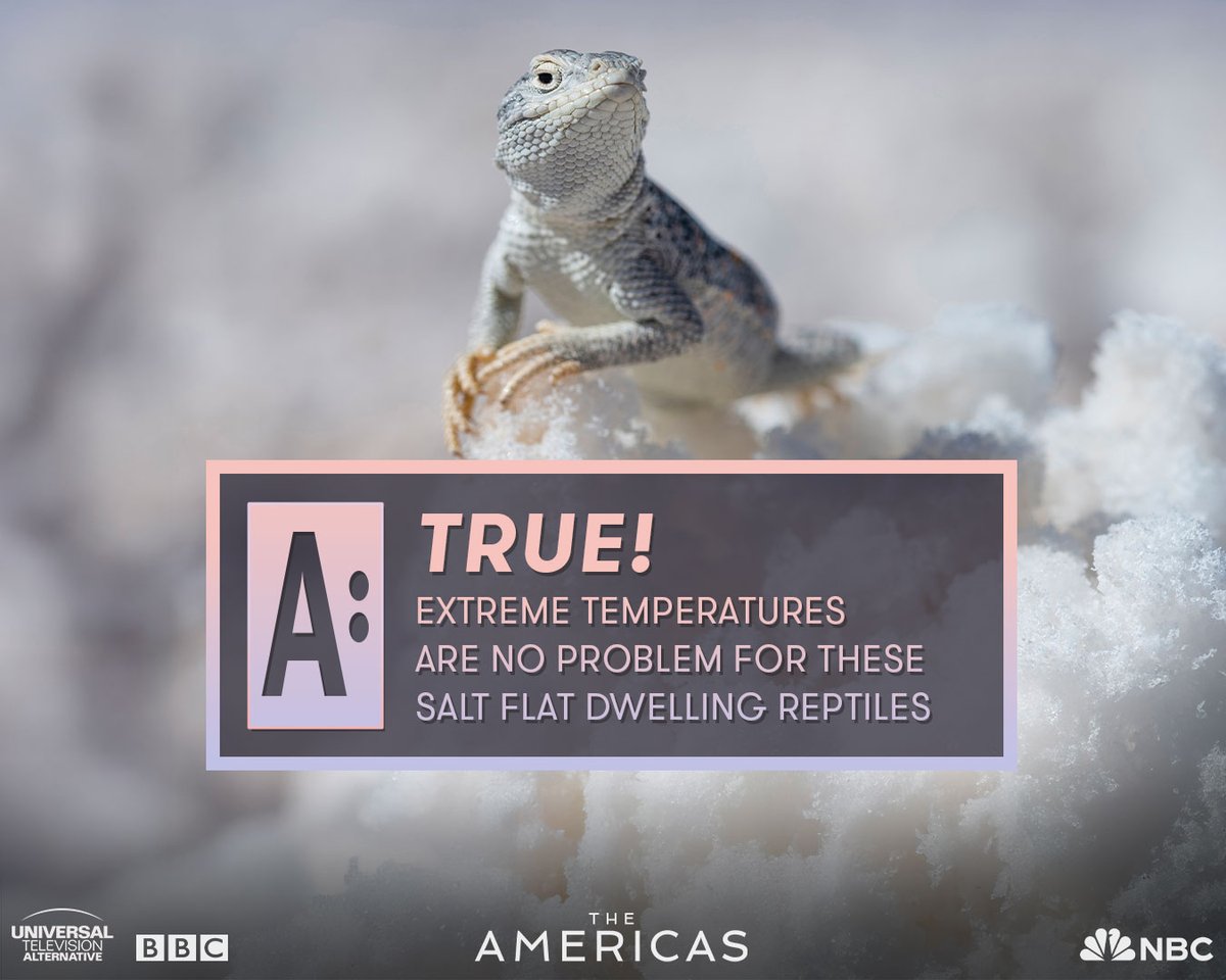 UTVAlternative's tweet photo. 🌡️🦎 Think you can handle the heat?

True or False: Salt flat lizards can be out in temperatures of up to 113°F.

>> Swipe for the answer >>

Catch #TheAmericas: Fun Fact Edition tonight at 9/8c on @nbc. https://t.co/vsJ9xVZgIU