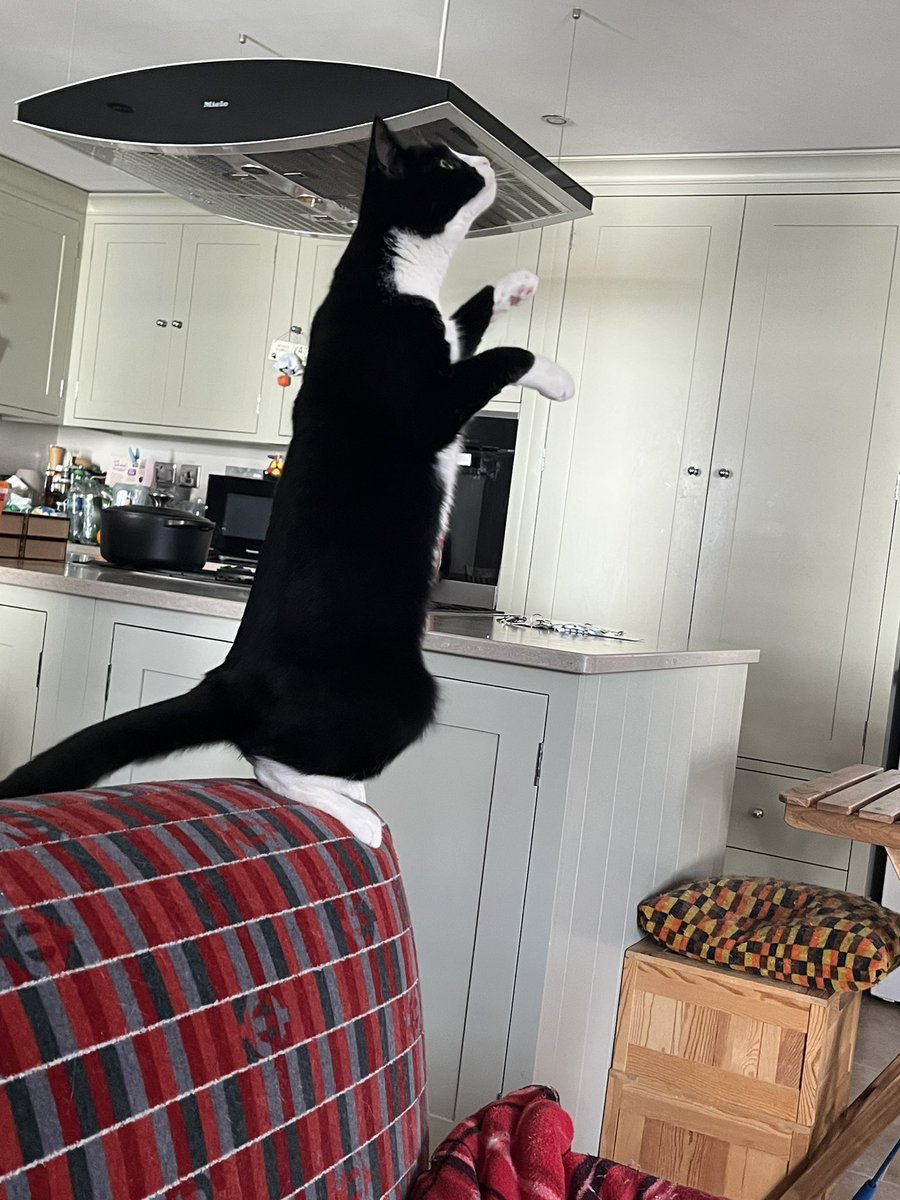 owenclark3's tweet photo. There’s another flying raisin! What’s going on? #catsoftwitter https://t.co/654PJjQWJf