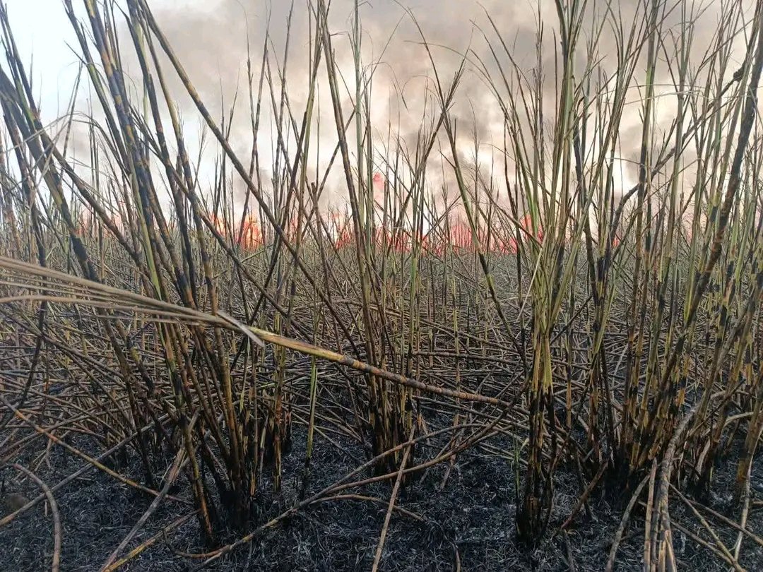 omwambaKE's tweet photo. Lightning strike ignited 5 acres of sugarcane in Magoi Village, Chemelil - Chemase Ward, Nandi County; locals were unable to contain the fire until heavy rains arrived 45 minutes later.
No injuries reported. https://t.co/MzpqqXySB5