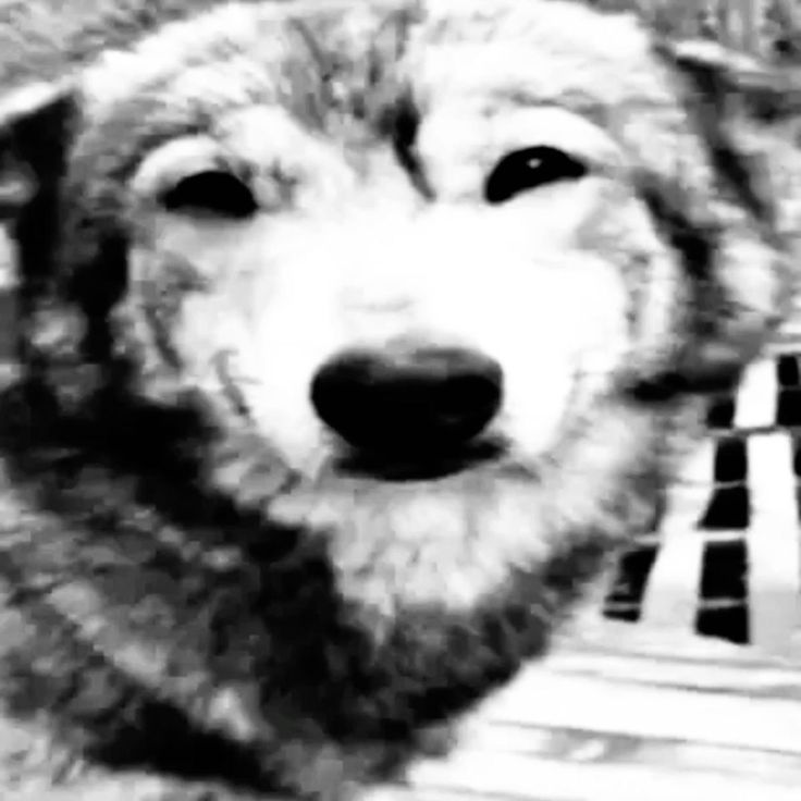soapxmuncher's tweet photo. ⋮         ⠀#promotwt ⠀ ╱ ⠀ #moothunt
munchy .ᐟ
17      ༝⠀  they/he
𐔌 selective follow back
EDTWT DNI !!!

♡  /  ↺  4  moots  ˎˊ˗
ᥬᩤ  ——  #vocoloidtwt #pjsktwt #deathnotetwt #csmtwt #multifandom #invincibletwt #puppytwt ☁︎ https://t.co/J0hbIwJbVG
