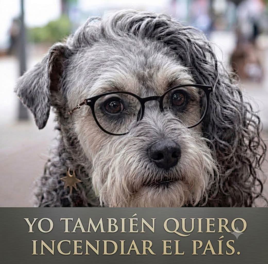 andreagnr1982's tweet photo. Un poquito de humor 😂😂😂 @soroshijueputa2 @cipriano_1015 @MoniCaycedo888 @FelipeB19992067 @HaroldMontoya1 @paffenofficial @omarbula @ricardopuentesm @RazonVertical @RafaelCapachoo @FdoOrjuela @AlvarinoNelly @bivillamizar https://t.co/EHl2jygAXH
