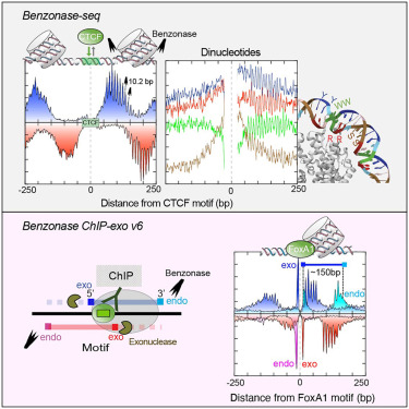 MolecularCell's tweet photo. Online Now: Genome-wide rotational and translational phasing of nucleosomes with human transcription factors https://t.co/bb5trMfJgN https://t.co/1fcBU6YDhJ