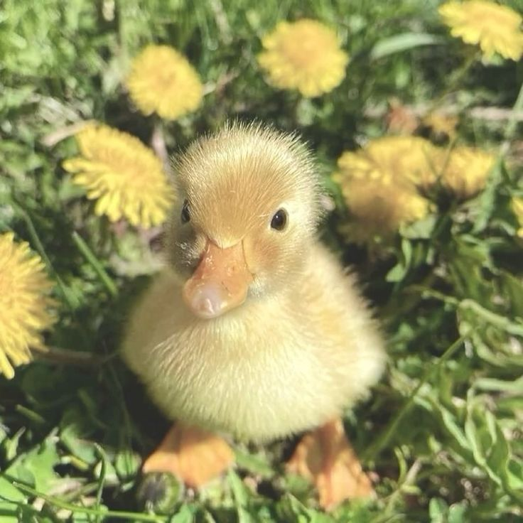 Patchescorner's tweet photo. ꕤ*.ﾟ July's accountability🧵 for #edtwt  ྀི࣪◟ ͜ ׁ ♡︎ ݁𓈒
⏔⏔⏔⏔⏔ ʕっ•ᴥ•ʔっ❤ ⏔⏔⏔⏔⏔ https://t.co/1VjgjcuP83