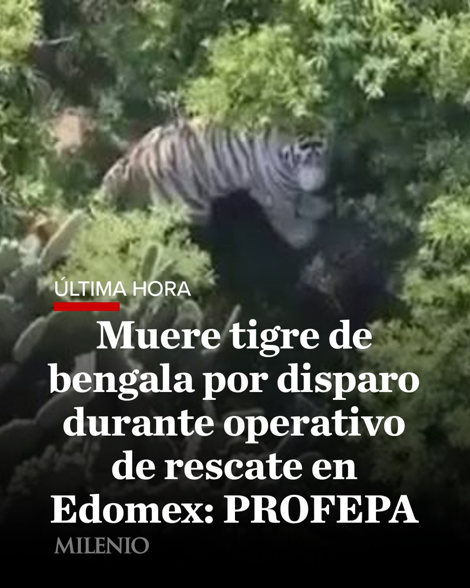 Milenio's tweet photo. 🚨 #ÚltimaHora | Muere por disparo en operativo de rescate Kenzo, tigre de bengala que escapó de refugio en Tepetlaoxtoc, Edomex

Luego de cinco días de búsqueda, autoridades confirmaron el fallecimiento de Kenzo, el tigre de bengala que permanecía libre en la zona cerril de Tepetlaoxtoc, Estado de México, durante un operativo realizado la mañana de este jueves, confirmaron fuentes de seguridad locales.

Durante las maniobras, el tigre presuntamente intentó atacar al personal que participaba en el operativo, por lo que elementos de seguridad tuvieron que intervenir para neutralizar el riesgo.

📲 Toda la información, aquí: https://t.co/yblHIQYhY5