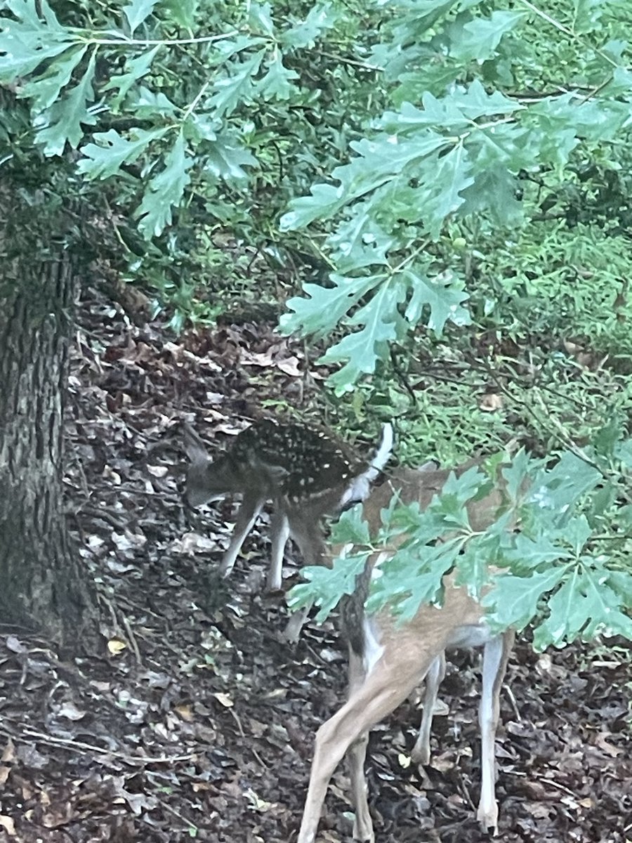 lkksu's tweet photo. @DWesthawk The fawn born in my yard this year says “Hello” https://t.co/rQJ4DWxkd6
