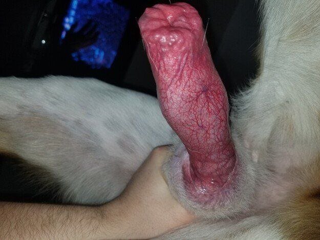 kratzkay9's tweet photo. Lost in the deepest, most forbidden rhythm with my PoP🐶. Experience pleasures most only dream of. Explore VIP•KINKS channel now, raw, erotic, &amp; utterly addictive⬇️
https://t.co/ESEHCtdvrg

#DeepKnot #PupKink #ForbiddenPleasure #KinkAddict #EroticDepth #VIPKinks #AnimalisticLust https://t.co/JglA8N9U5g
