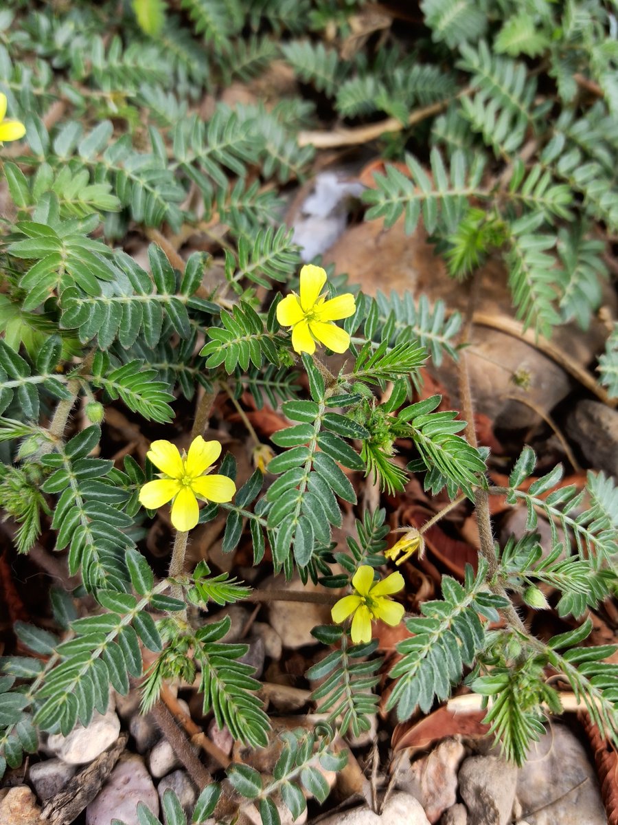 DedayoRoots's tweet photo. Tribulus terrestris (Land caltrop) has been used in Ayurvedic and West African natural medicine for male vitality for centuries.

Land caltrop:
- Raises LH (luteinizing hormone), the signal that tells testes to produce testosterone
- Improves sperm motility in infertile men (multiple trials)
- Demonstrated aphrodisiac activity in animal and human studies

It grows across West Africa, South Asia, and the Mediterranean.

In Nigeria it appears as a traditional tonic ingredient.

Bodybuilders in the West pay ₦50,000+ per month for standardized extracts.

The whole herb has been in traditional markets the entire time.

Your ancestral pharmacy didn't need a supply chain. It needed recognition.