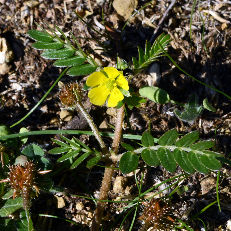 DedayoRoots's tweet photo. Tribulus terrestris (Land caltrop) has been used in Ayurvedic and West African natural medicine for male vitality for centuries.

Land caltrop:
- Raises LH (luteinizing hormone), the signal that tells testes to produce testosterone
- Improves sperm motility in infertile men (multiple trials)
- Demonstrated aphrodisiac activity in animal and human studies

It grows across West Africa, South Asia, and the Mediterranean.

In Nigeria it appears as a traditional tonic ingredient.

Bodybuilders in the West pay ₦50,000+ per month for standardized extracts.

The whole herb has been in traditional markets the entire time.

Your ancestral pharmacy didn't need a supply chain. It needed recognition.