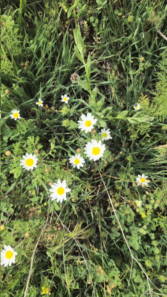 Neslyyl's tweet photo. Günler geçer ve çalışır şafağın değirmeni. Kim bilebilir ki kimi neyi eskittiğini?

Temmuz tam bu işe göredir bana kalırsa. Gel bağışlayalım birbirimizi.

Turgut Uyar https://t.co/wNkPi7n4Ld