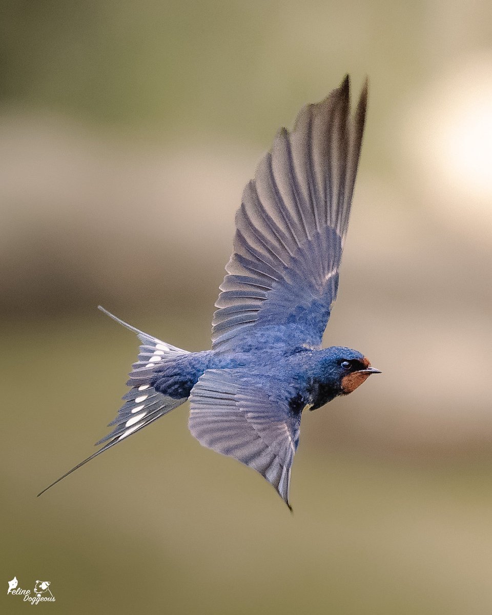 Felinedoggeous's tweet photo. Barn Swallow

My best inflight Swallow yet. Proper chuffed with myself for all them hours spent driving myself mad with Swifts last month. 🤣
Certainly has paid off! 🎉 https://t.co/5vo0mcaYHl
