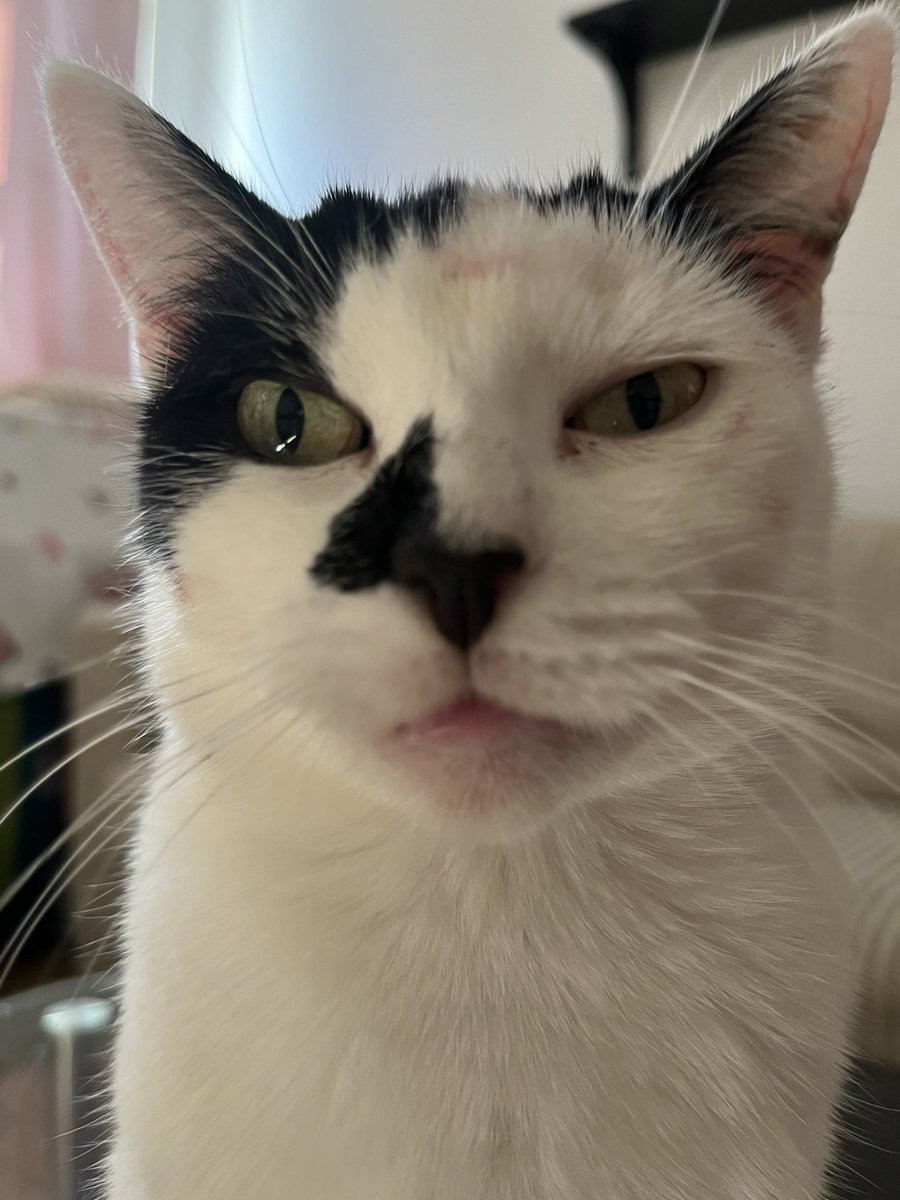finnsmom76's tweet photo. she’s angry at me because i kissed her face 10000 times https://t.co/RT8BKZqM5z