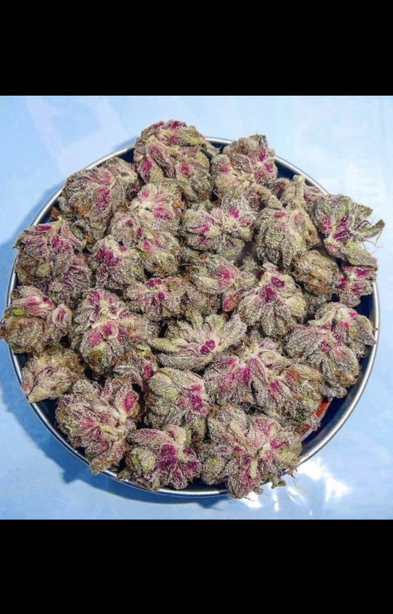 plug4206853's tweet photo. Hit me up for the best zaa 
WhatsApp:: +1(209) 243-6914 Snapchat:maxzz245939
Potato:@plugcail240
Signal:plugcail2.20
Telegram:+13688882111
#New York 
Hempstead town
Brookhaven
#Islip
Oyster Bay
#Buffalo
North Hempstead
#Babylon town
Yonkers
Rochester city
#Huntington https://t.co/EwOYtuihEh
