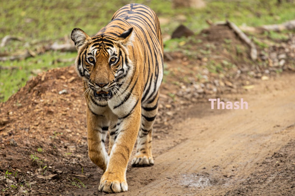 thashneemsunil's tweet photo. Stripes in the shadows. Caught this magnificent predator locking eyes with my lens. 
​#WildlifePhotography #Tiger #Nature ​#AnimalPhotography https://t.co/Gz3nr4EcJa