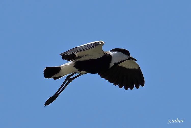 yasar_tabur's tweet photo. Mahmuzlu Kızkuşu ( Spur-winged Lapwing Vanellus spinosus ) Boğazkent-Serik / Antalya @Trakus_org @milliparklar @yabaninizinde https://t.co/cd21A2G8D2