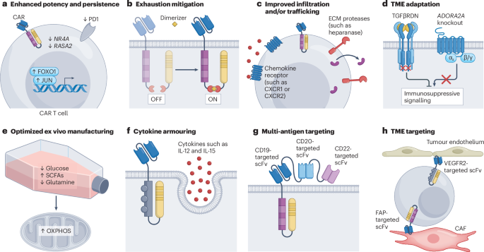 LabWaggoner's tweet photo. Review @NatRevImmunol @UTMDAnderson @HindRafei 
A guide to CAR T cell therapies: development, current status and future prospects
https://t.co/fJQ4lGQL1L https://t.co/oqs2GZbYlL