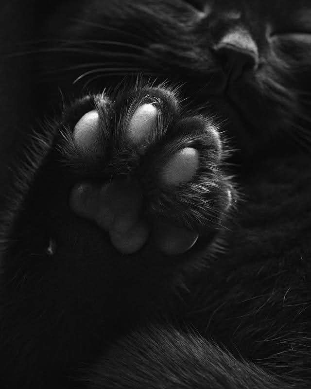 SassySiren79132's tweet photo. 🐾🐾🐾🐾 https://t.co/9IymILTKME
