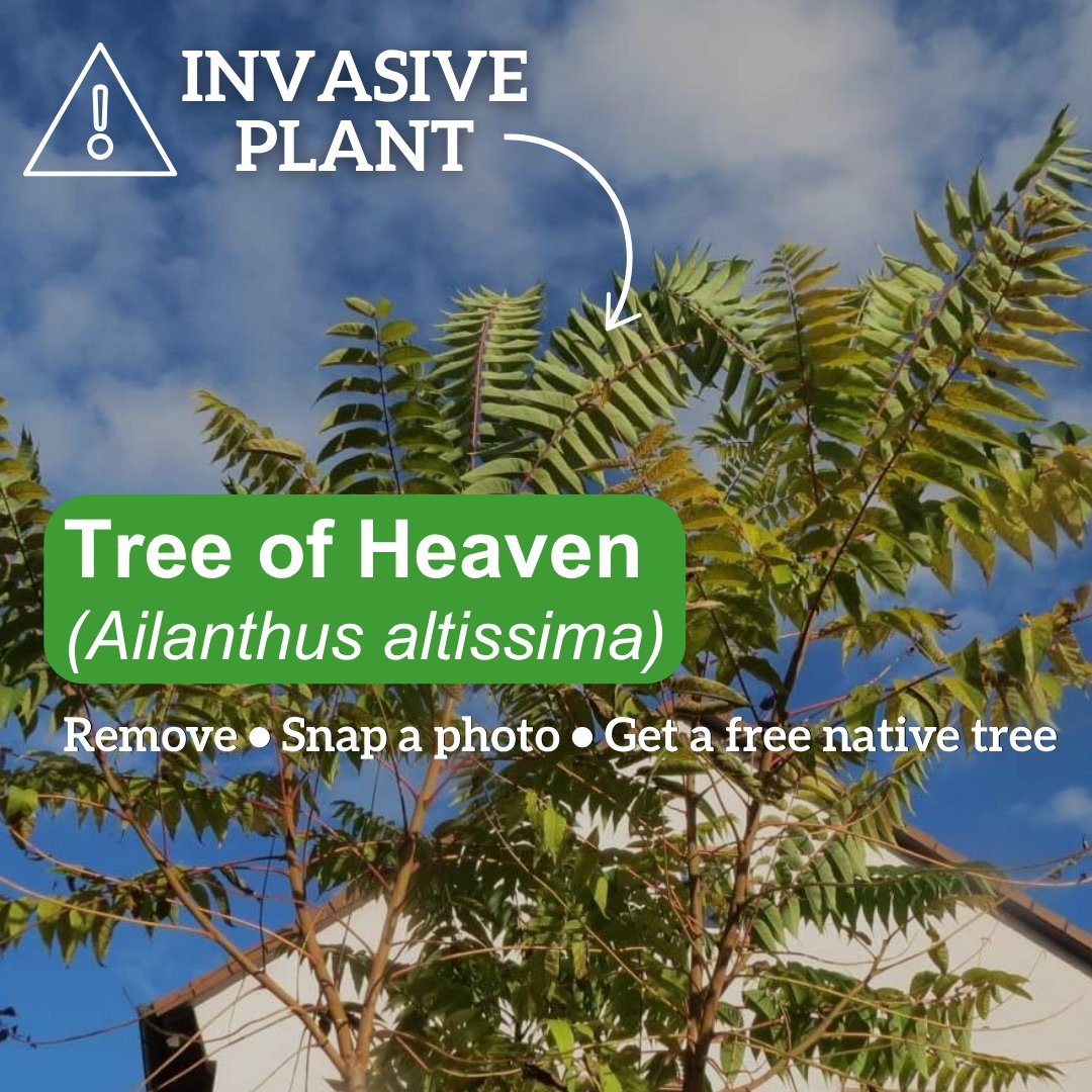 RDCOkanagan's tweet photo. Remove a Tree of Heaven from your property (DBH 10 cm+) and enter our Root for Change contest! We’re giving away 100 Neighbourwoods trees in partnership with @cityofkelowna  to RDCO residents who help eliminate this fast spreading invader.

Snap a pic of your removed tree and submit it online at https://t.co/CQzCEkJJ6K. 

Let’s bring back native plants and protect local habitats! 🌿