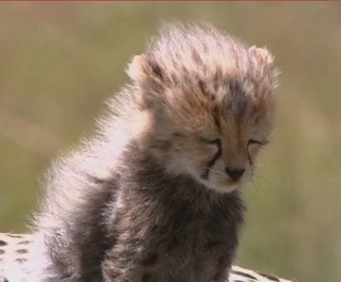 twaniimals's tweet photo. https://t.co/jKuJj3EZhZ
