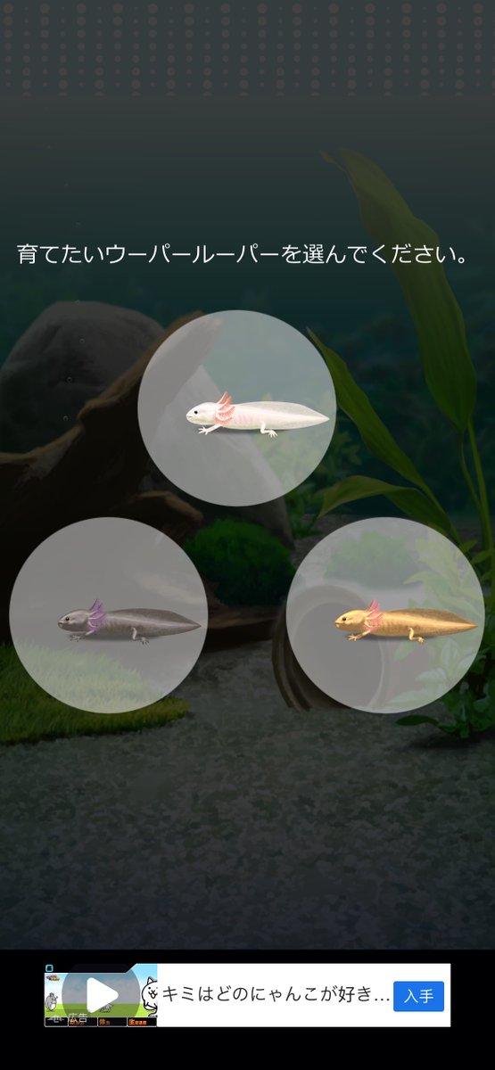 RuafishyFN's tweet photo. 俺のウーパールーパーまた死んだわ。何回も死なせちゃうからこのアプリ今日でやめる https://t.co/9tEDptCFmJ