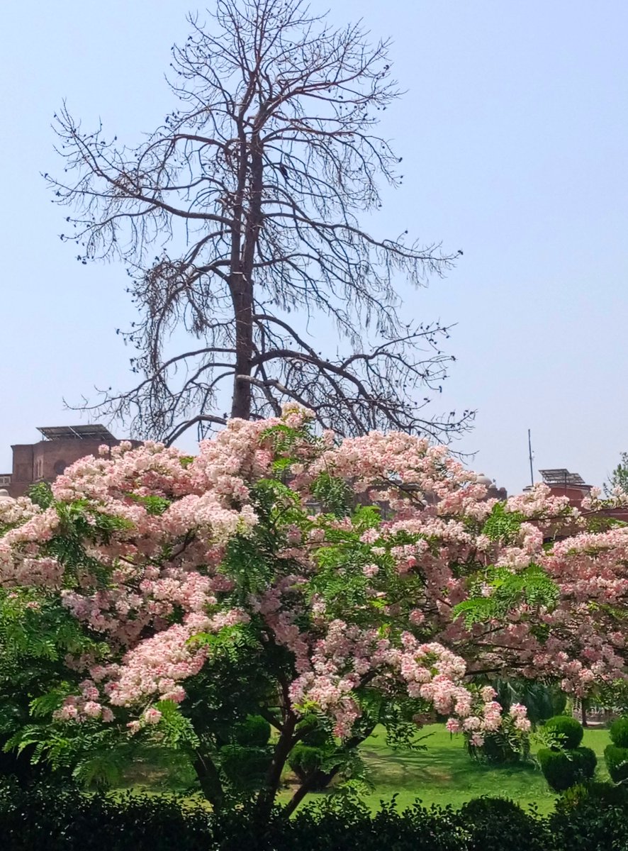 syedrizwanmehb1's tweet photo. Peshawar many centuries ago was called City of flowers🌺 

Happy to see Peshawar Civil Secretariat looking stunningly beautiful today as Cassia nodossa trees - Apple Shower - in it's lawns are in full bloom

It's the only non-local plant that I love for delicate flowers &amp; shade https://t.co/5HJqm3p3M3