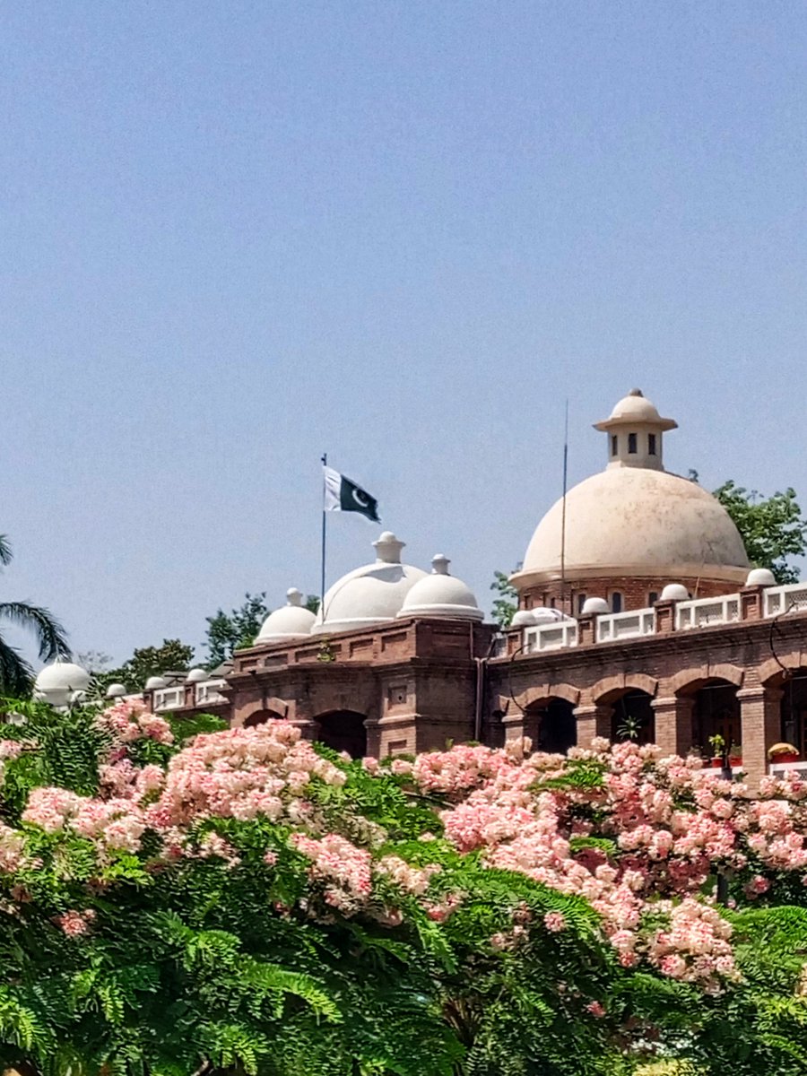syedrizwanmehb1's tweet photo. Peshawar many centuries ago was called City of flowers🌺 

Happy to see Peshawar Civil Secretariat looking stunningly beautiful today as Cassia nodossa trees - Apple Shower - in it's lawns are in full bloom

It's the only non-local plant that I love for delicate flowers &amp; shade https://t.co/5HJqm3p3M3