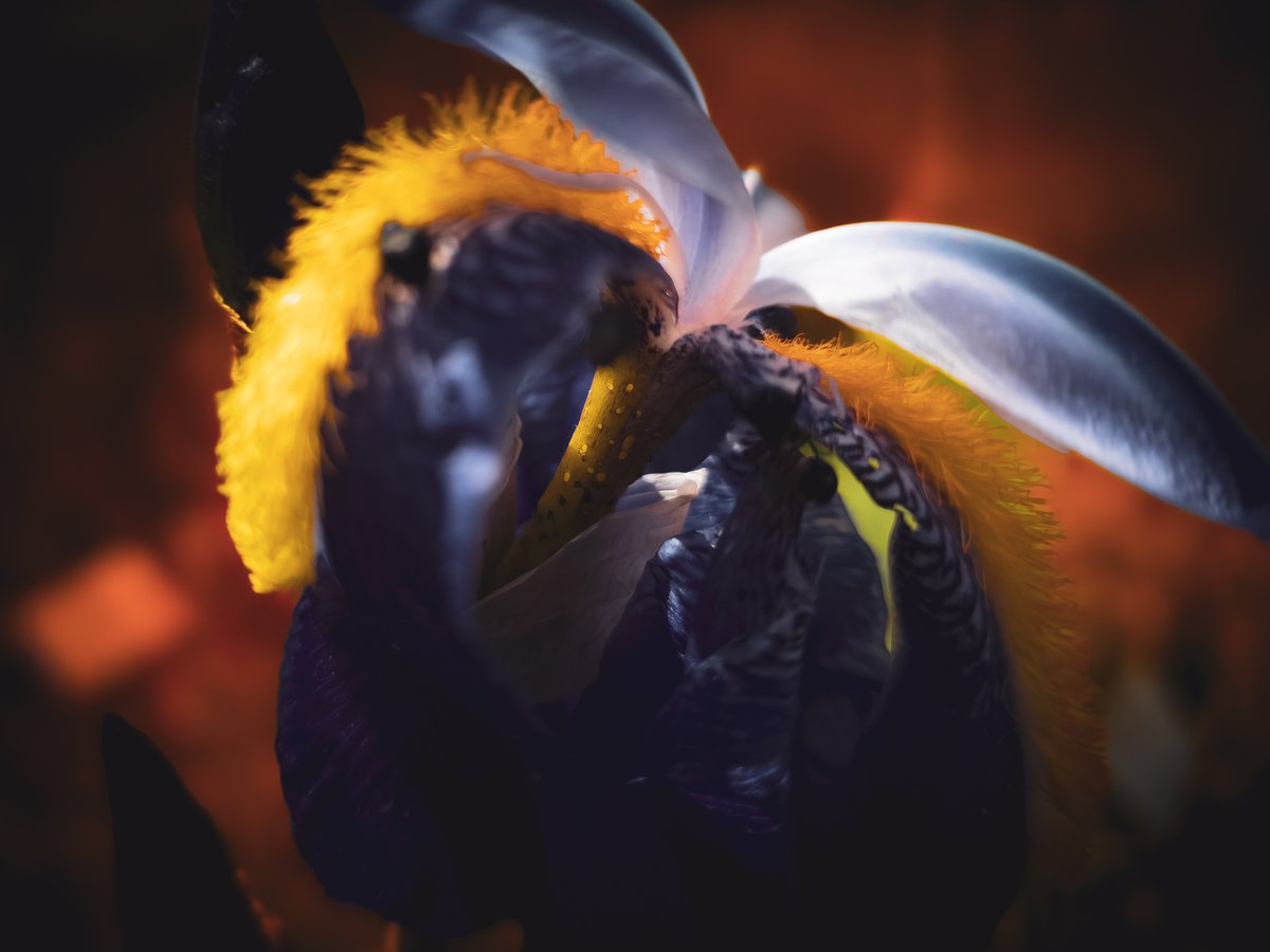 LadyTruckView's tweet photo. iris captured in botanical garden

#nature #flowers #spring #artㅤㅤㅤㅤ https://t.co/sa80QTjzVa