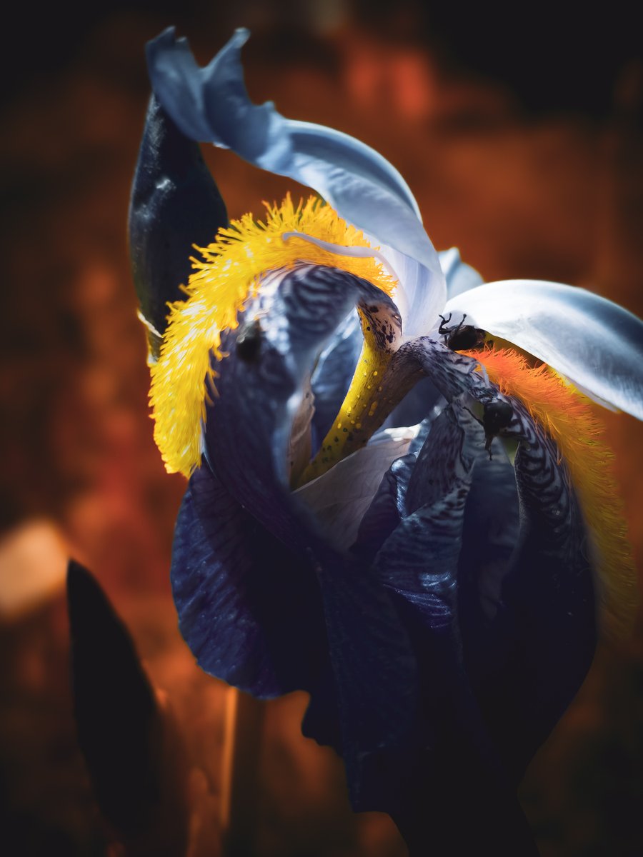 LadyTruckView's tweet photo. iris captured in botanical garden

#nature #flowers #spring #artㅤㅤㅤㅤ https://t.co/sa80QTjzVa