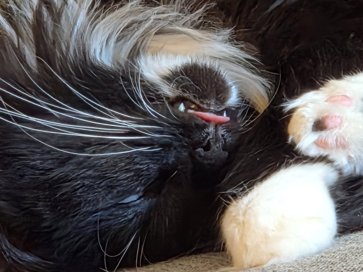 Kimi_limi's tweet photo. OMG! The blep 🤣😂🤣😂🤣😂 https://t.co/mmFpmcrQtD