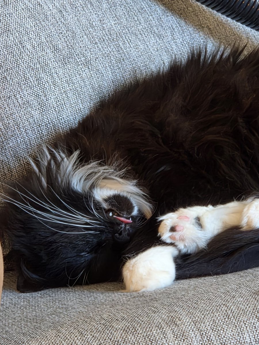 Kimi_limi's tweet photo. OMG! The blep 🤣😂🤣😂🤣😂 https://t.co/mmFpmcrQtD