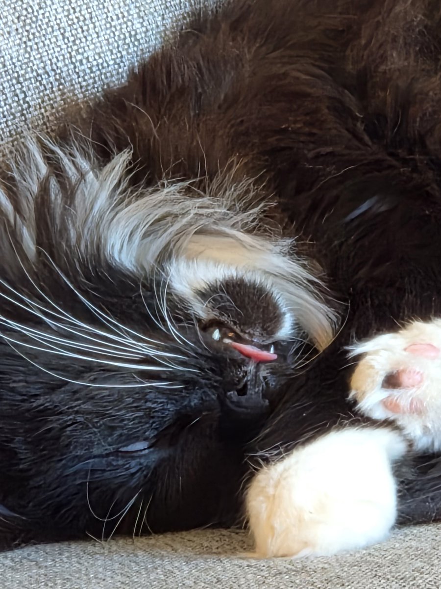 Kimi_limi's tweet photo. OMG! The blep 🤣😂🤣😂🤣😂 https://t.co/mmFpmcrQtD