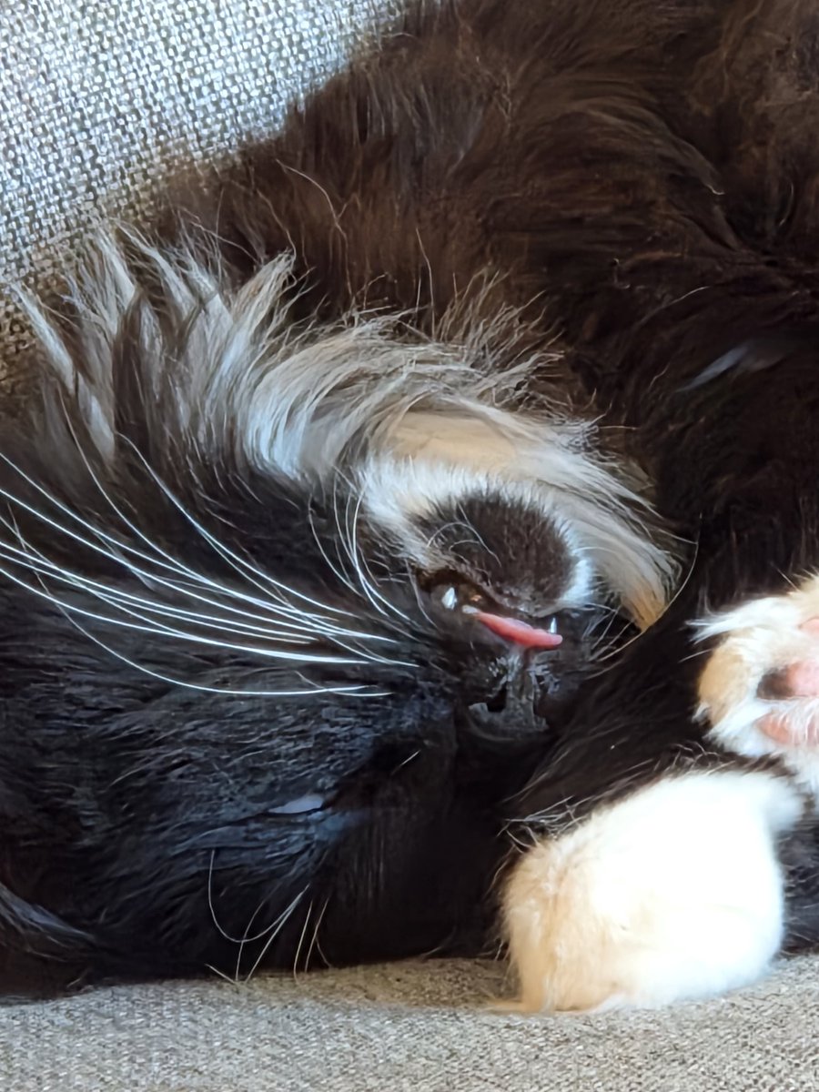 Kimi_limi's tweet photo. OMG! The blep 🤣😂🤣😂🤣😂 https://t.co/mmFpmcrQtD