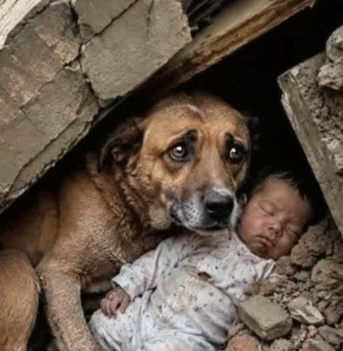 Perrosenlacalle's tweet photo. 🐶🐾🐾💯✅❤️
La Piedad entre los Escombros
Hay fotografías que quedan grabadas para siempre en la memoria colectiva. No por su calidad, sino por la historia que parecen contar.

Tras los devastadores terremotos que sacudieron Venezuela, una imagen comenzó a recorrer el mundo. Entre montañas de concreto, polvo y silencio, los rescatistas encontraron una escena que conmovió hasta al más fuerte.

Bajo los restos de una estructura colapsada permanecía un perro mestizo. No ladraba. No intentaba escapar. Permanecía inmóvil, con la mirada fija y el cuerpo convertido en un escudo.

Debajo de él descansaba un bebé.

Mientras todo a su alrededor se había derrumbado, aquel pequeño seguía con vida, protegido por un compañero que decidió enfrentar el peligro antes que abandonar a quien más lo necesitaba.

Los integrantes del equipo de rescate relataron que la escena los dejó sin palabras. Primero lograron sacar al perro, que se resistía a alejarse del bebé hasta asegurarse de que también sería rescatado. Instantes después, el pequeño fue extraído con vida entre los aplausos, las lágrimas y la emoción de quienes presenciaron aquel momento.

Más allá de la tragedia que hoy enluta a Venezuela, esta imagen representa algo que ningún terremoto puede destruir: la esperanza.

Porque cuando la naturaleza pone a prueba la fortaleza de un pueblo, también aparecen gestos capaces de recordarnos que la compasión, la lealtad y el amor pueden surgir donde menos se espera.

Esta fotografía ha dado la vuelta al mundo porque resume, en una sola escena, el dolor de una nación y, al mismo tiempo, la certeza de que la vida siempre encuentra motivos para resistir.

Y entonces nace una pregunta que cada persona responderá desde su propia fe y su propia conciencia:

¿Fue un milagro de Dios… o el instinto más puro de un animal dispuesto a darlo todo por proteger una vida?

Sea cual sea la respuesta, esta imagen nos recuerda que incluso entre los escombros puede nacer la esperanza.

🇻🇪 Hoy Venezuela necesita más que nunca la solidaridad del mundo. Una oración, una palabra de aliento o simplemente compartir un mensaje de esperanza también puede convertirse en una forma de ayudar.