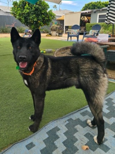 pet_east's tweet photo. Perky-eared boy, Allen (#A2274780), a 2-year-old male Dutch Shepherd, is ready for adoption. He's easy to leash w/ moderate pull on walks, enjoys petting &amp; treats.🤗 Meet w/o an appt at East Valley Shelter; @LACityPets; 
https://t.co/rZn354fCMv https://t.co/tECamcL8Dj