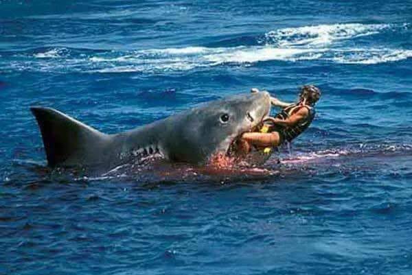 HistoryVille's tweet photo. In 2001, a Florida man wrestled a seven-foot bull shark to save his eight-year-old nephew just offshore of their sleepy beach town.

The shark had managed to get the nephew's arm, but he was rescued by his uncle, who then returned to fight the bull shark and got it back to shore, where a ranger shot the shark three times in the head, killing it.

The arm was successfully removed from inside the shark's gullet and put on ice. They rushed to the hospital, and the boy's arm was successfully reattached. #HistoryVille