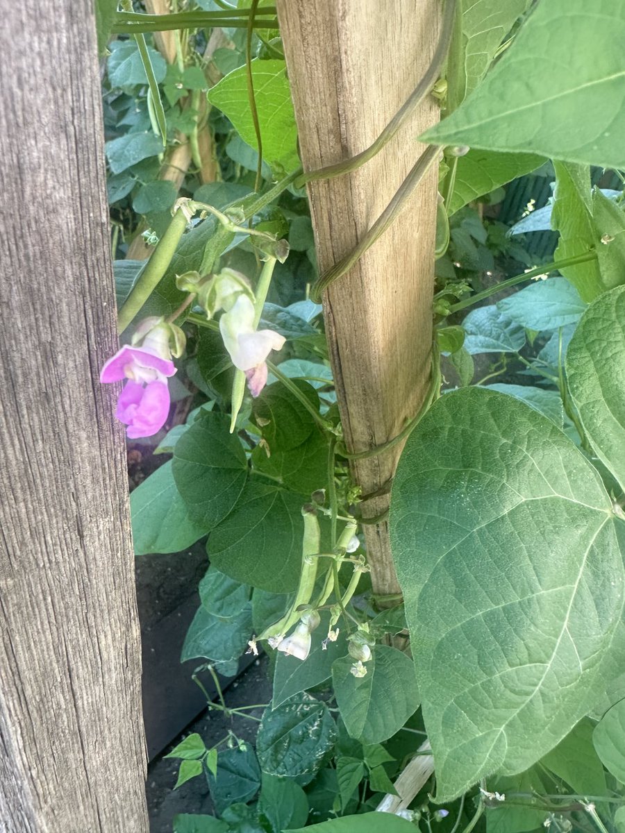 nnhfhba's tweet photo. 夏の小さな菜園は、ちょっとしたサプライズで溢れていますね https://t.co/TWYU05pjgY