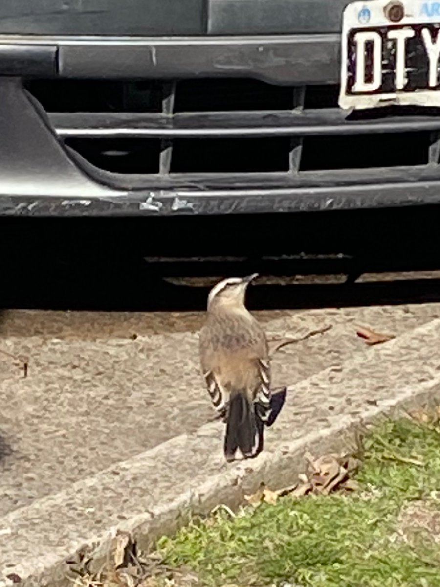 HallucigeniaOK's tweet photo. Por tercera vez me toca presidir el #Taxojueves y elijo a mi grupo favorito de aves: los mimidos
Arranco con esta calandria grande quue saqué hace minutos en Ciudad Universitaria https://t.co/FpkdEpPM0U