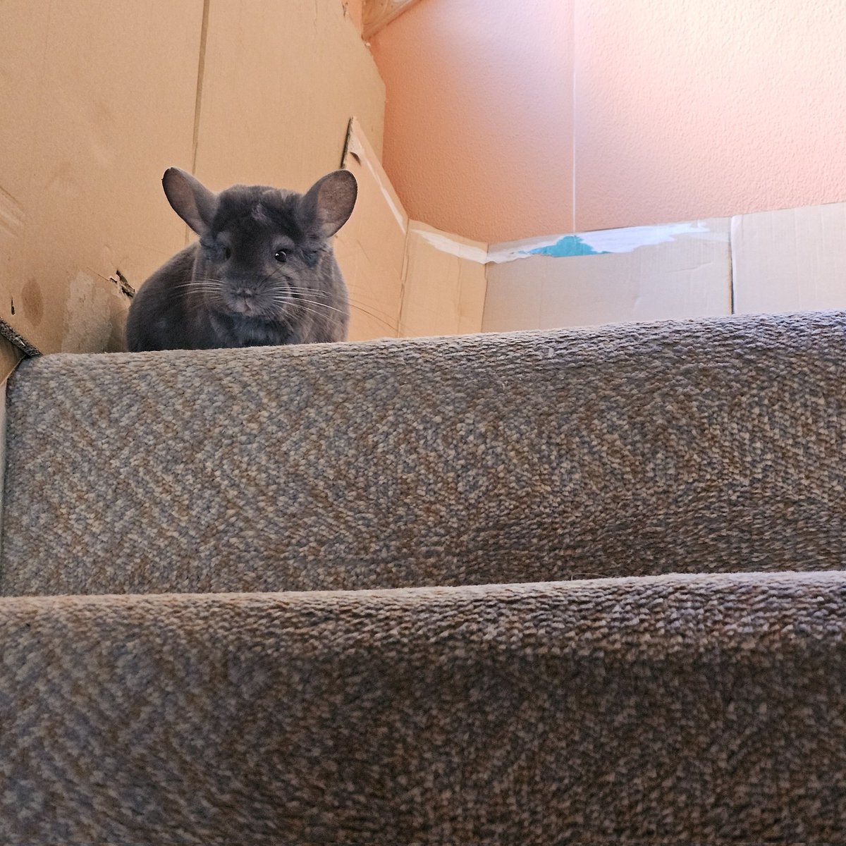 cavyat's tweet photo. Thou shalt not pass! 🧙‍♂️ Bit nervous about how closely Bella is guarding the stairs!
#chinchilla https://t.co/yF92xY5nc6