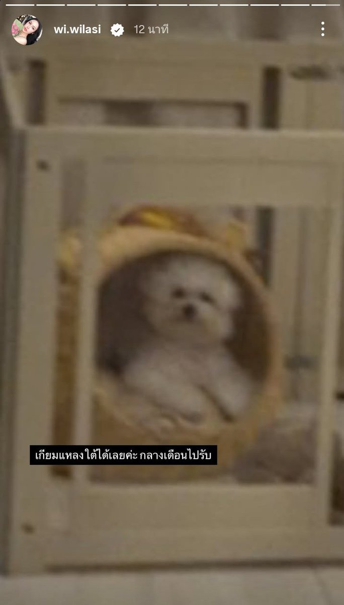 ButterBlueeee_'s tweet photo. เต้าหู้เตรียมเป็นสาวภูเก็ต 🐾🐶

#ชาล็อตออสติน #CharlotteAustin https://t.co/pU2DpGVuOs