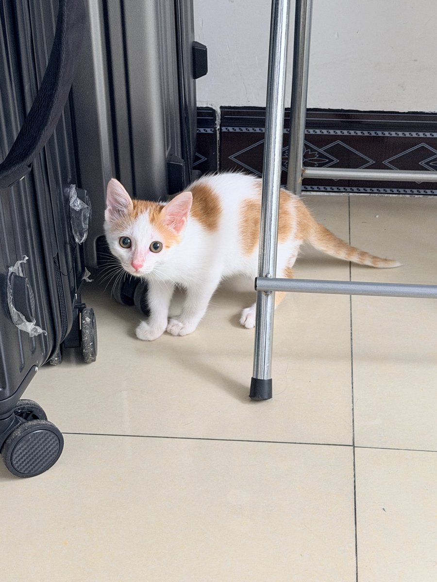 m39snf's tweet photo. 我想我的小猫 https://t.co/TSAQwPBXUP