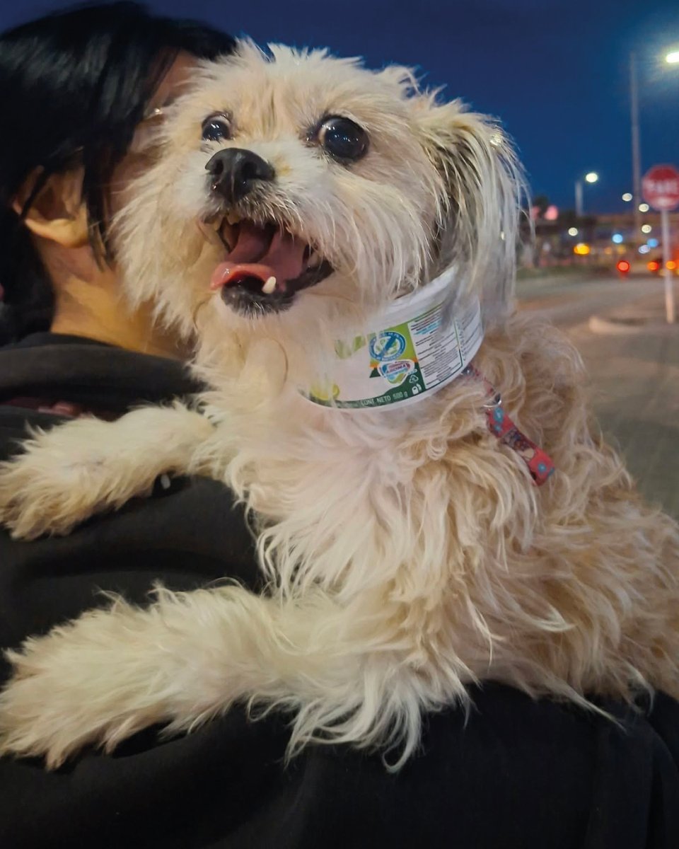 PlataformaALTO's tweet photo. Esta perrita perdida fue encontrada corriendo desesperada en alrededores en la estación Terreros de Soacha, Transmilenio, Bogotá😭 

La pobre está muy asustada y con los ojitos llorosos. Ojalá no la hayan abandonado.  

Ayudemos a difundir para encontrar a su familia   Estamos pendientes de cualquier información.