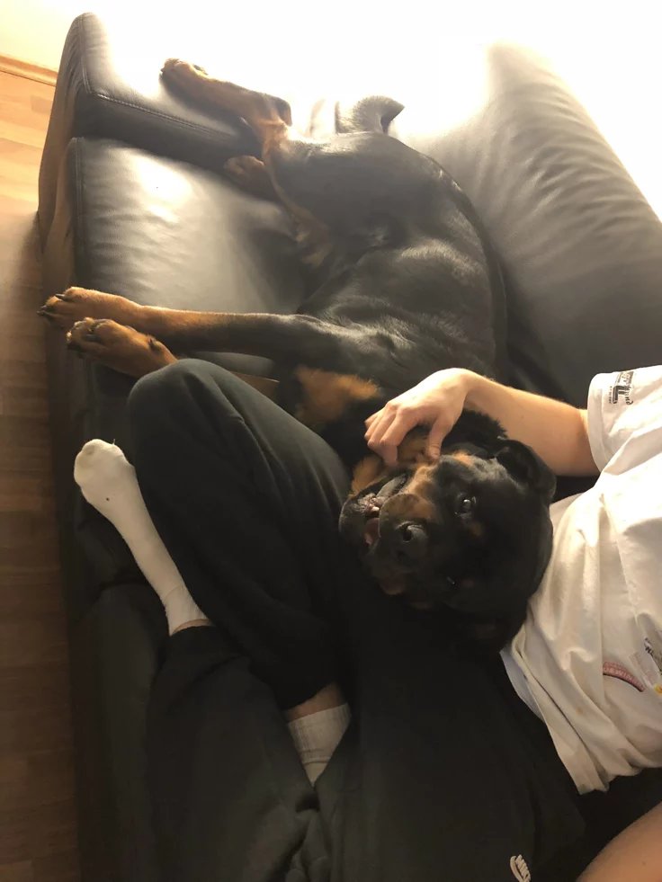 ella1451823's tweet photo. Come satisfy your fantasy as you watch me get knotted by my beast 🐶🐾Curiousity ride to adventures👉 Tele:@Knottyjoy👈
#doglover #dogknotting #dogsex #knotty  #dog #puppy #dogwhore #dogwoman #transgender  #dogwhore #artofzoo #zoocontents #beastiality #taboocontents https://t.co/eAWmr42uLX