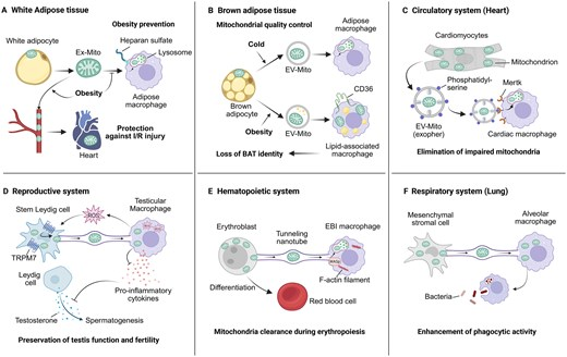 LabWaggoner's tweet photo. Review @J_Immunol @MitochondriJon
Mechanisms and functions of intercellular mitochondria transfer to and from macrophages
https://t.co/ZqXTMGSp4y https://t.co/iRf3OpmkNM