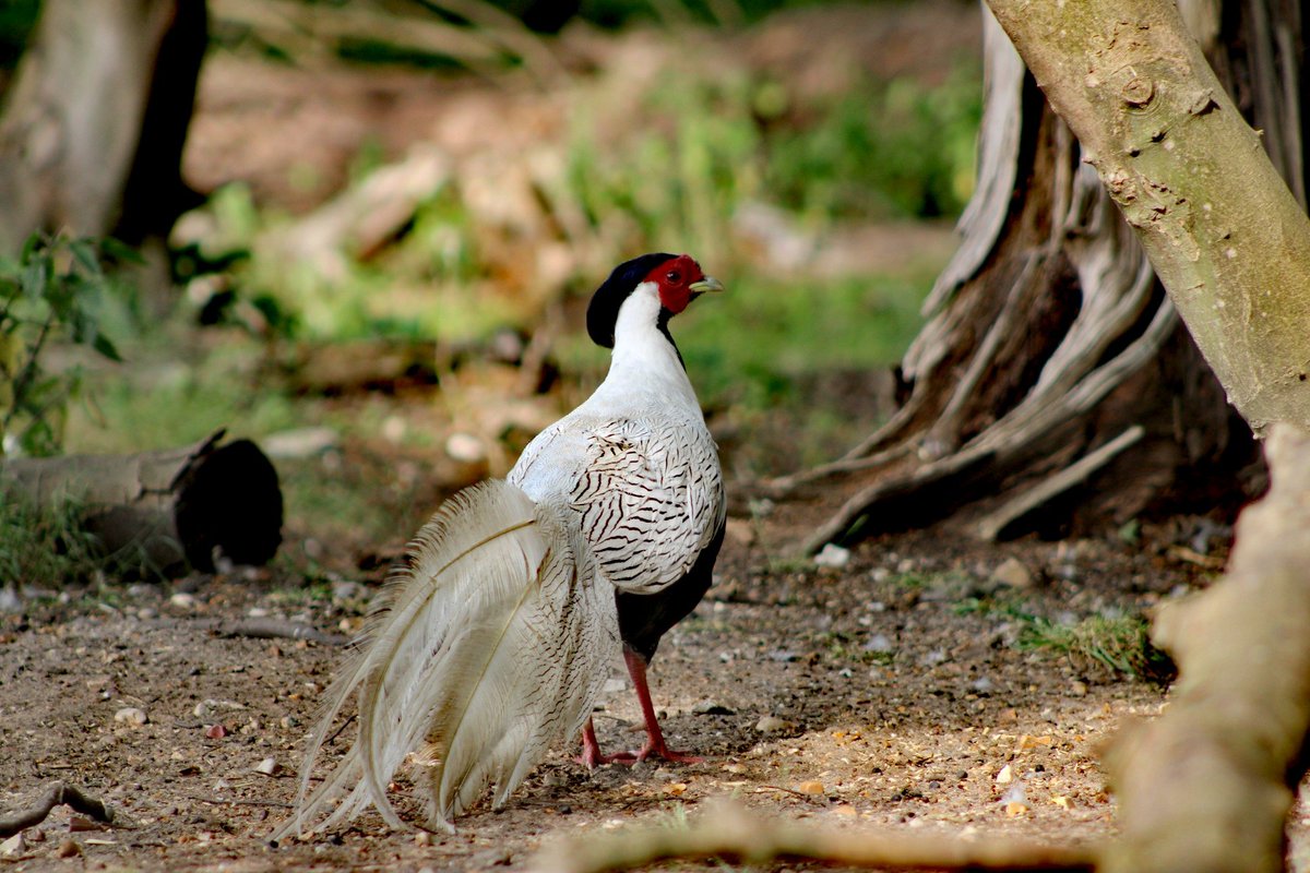 SnappyCapture's tweet photo. The stunning Lady Amherst’s Pheasant has to be one of the most striking birds you'll ever see. Its incredible colours and elegant long tail make it an absolute showstopper. Great to see one at Watatunga Wildlife Park yesterday! 🦚📸
#LadyAmherstsPheasant #Watatunga https://t.co/T4kWWYO9dV
