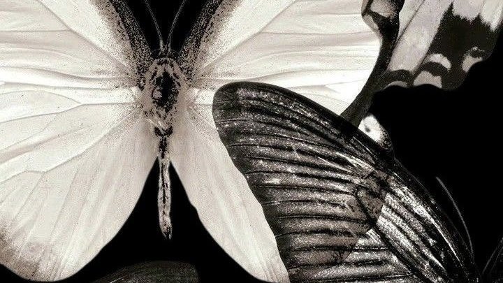 saintdeseo's tweet photo. ㅤㅤㅤㅤㅤ https://t.co/cRdOvWbr0A