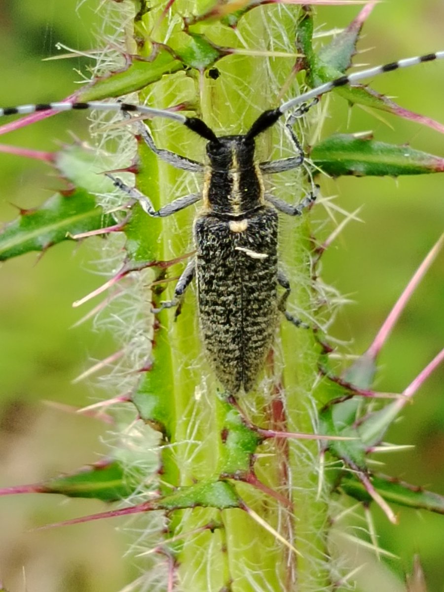 AilinKee's tweet photo. @BISBrecon1 This Agapanthia villosoviridescens, was recorded yesterday @forestholidays Garwnant site. I believe this may be the first record for VC Breconshire. https://t.co/OfmHmyyQO0