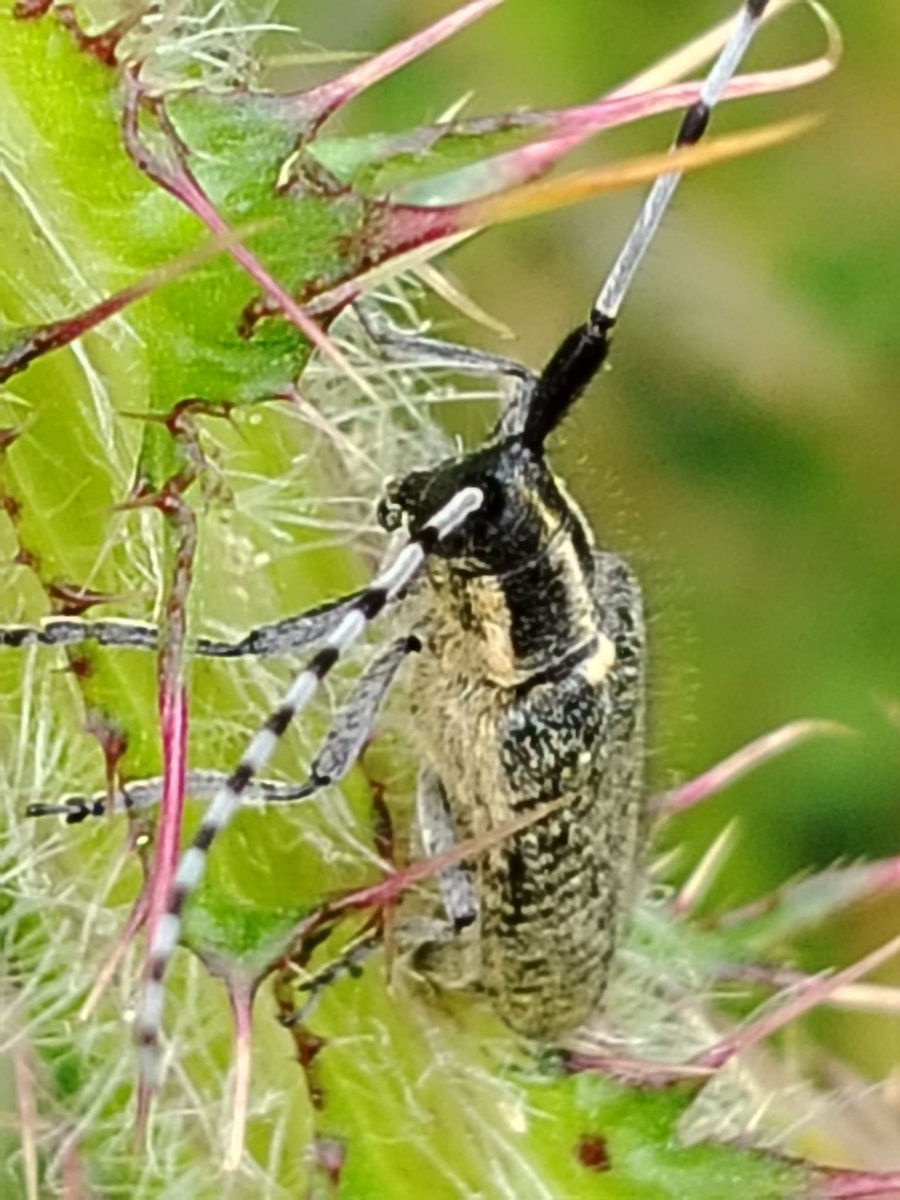 AilinKee's tweet photo. @BISBrecon1 This Agapanthia villosoviridescens, was recorded yesterday @forestholidays Garwnant site. I believe this may be the first record for VC Breconshire. https://t.co/OfmHmyyQO0